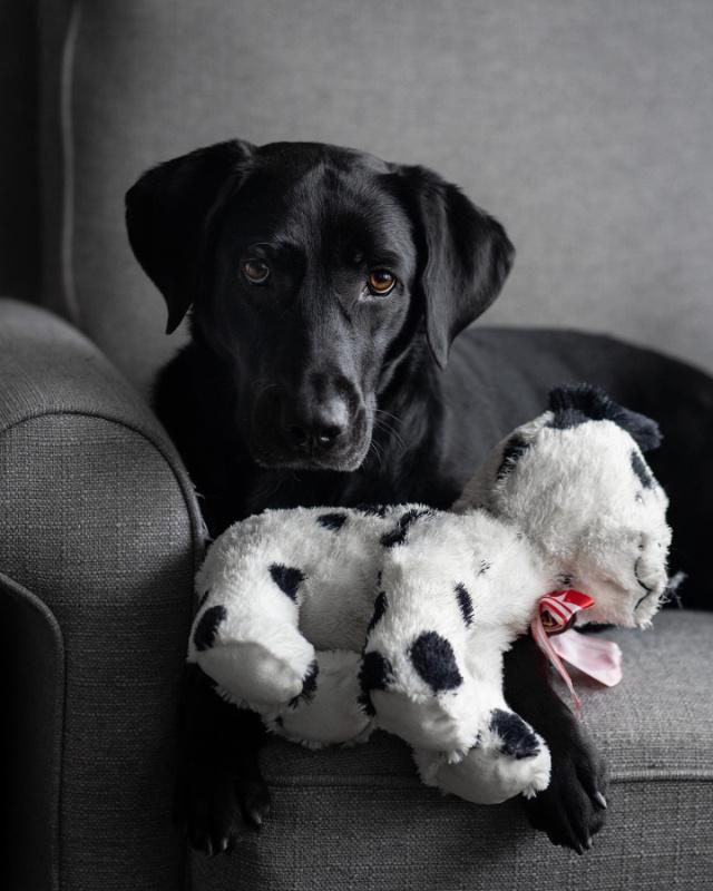 Black Labrador resting on a gray armchair with a spotted plush toy