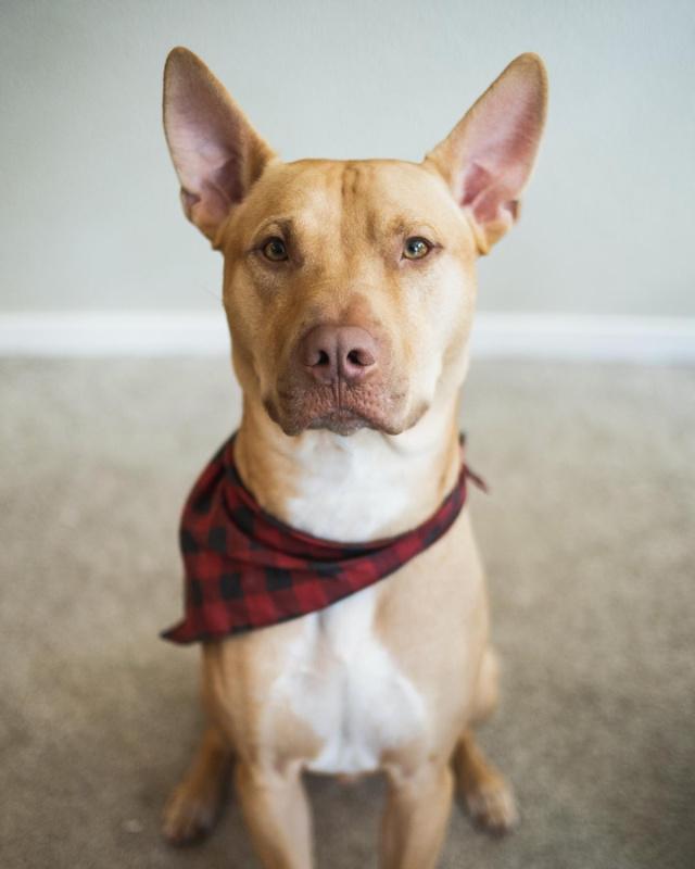 Fawn-colored dog with tall ears wearing a red buffalo-plaid bandana